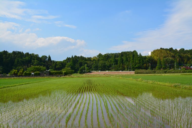 大阪・北摂地域の稲作試験水田環境監視IoT